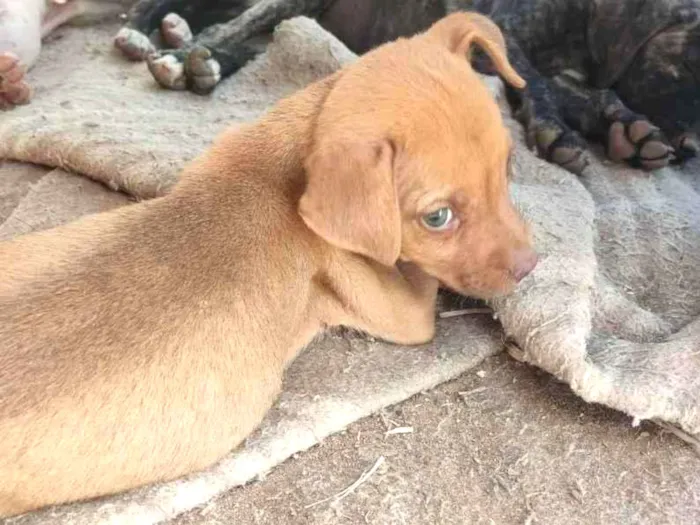 Cachorro ra a Pit Bull c/ virá lata  idade 2 a 6 meses nome Sem nome ainda 