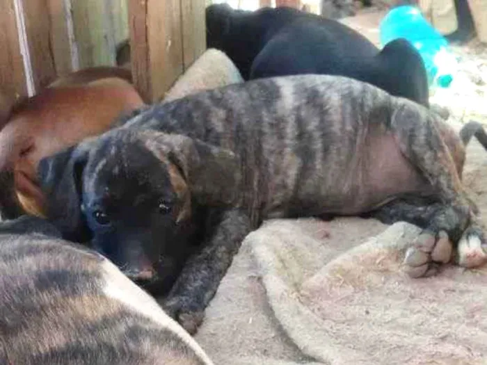 Cachorro ra a Pit Bull c/ virá lata  idade 2 a 6 meses nome Sem nome ainda 