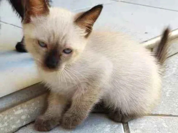 Gato ra a Vira lata idade Abaixo de 2 meses nome Sem nome 3