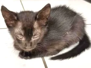 Gato raça Vira lata idade Abaixo de 2 meses nome Sem nome 5