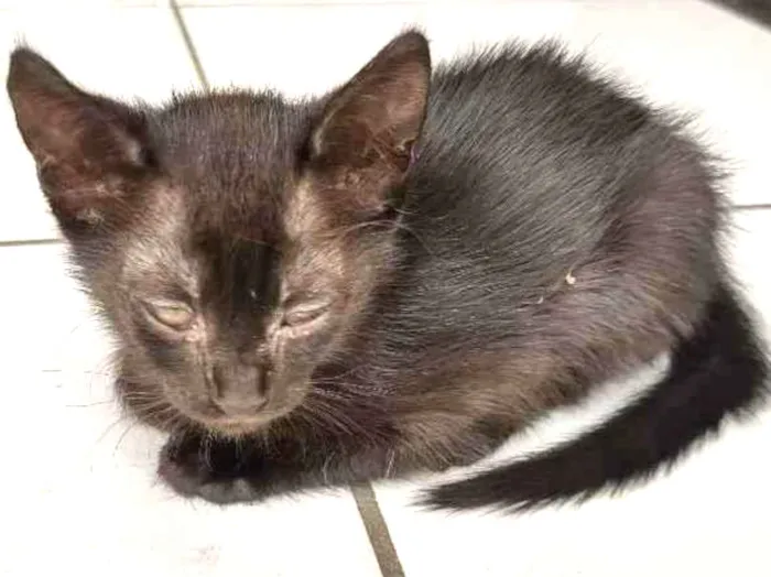 Gato ra a Vira lata idade Abaixo de 2 meses nome Sem nome 5