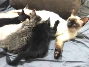 Gato raça vara lata idade Abaixo de 2 meses nome sem nome