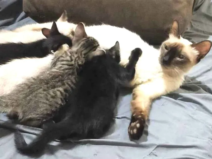 Gato ra a vara lata idade Abaixo de 2 meses nome sem nome