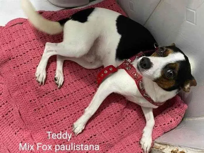 Cachorro ra a Srd  idade 1 ano nome Teddy