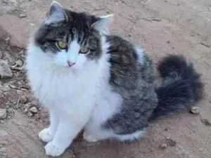 Gato raça SRD idade 1 ano nome sem nome