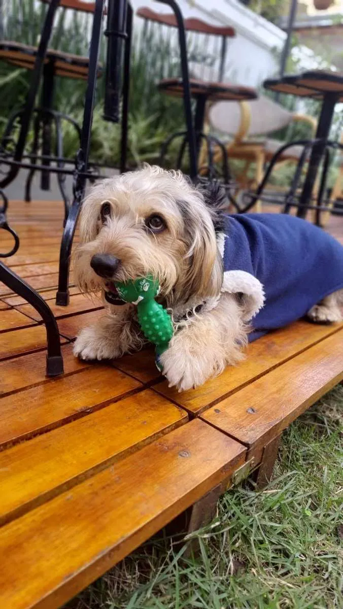 Cachorro raça Srd idade 2 anos nome Teddy ursinho 