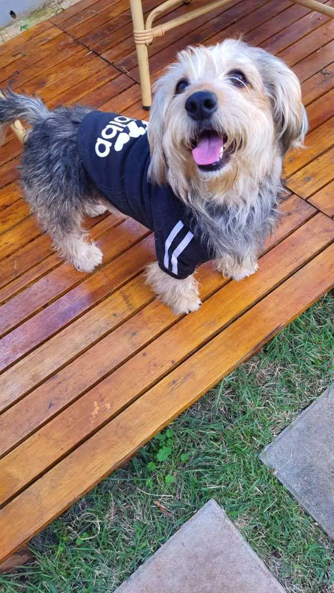 Cachorro raça Srd idade 2 anos nome Teddy ursinho 