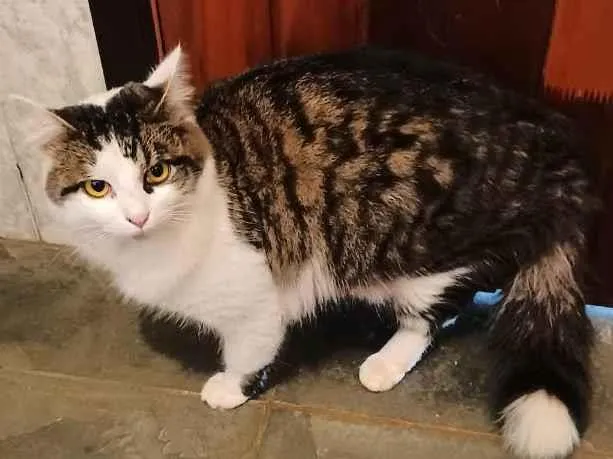 Gato raça Srd idade 1 ano nome Pompom