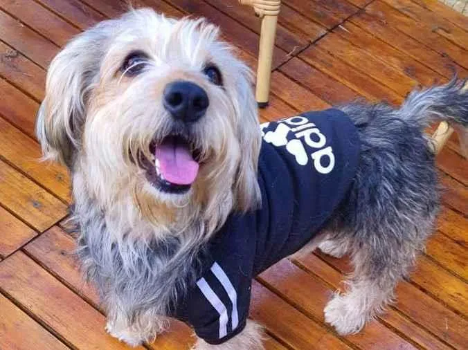 Cachorro raça Srd idade 2 anos nome Teddy ursinho 