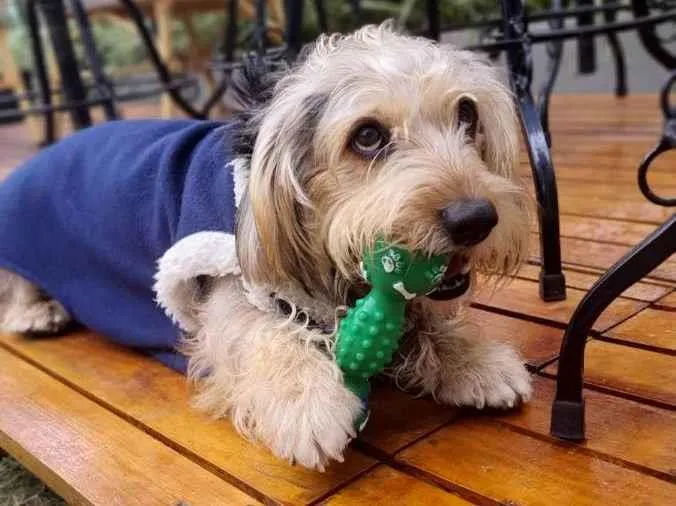 Cachorro raça Srd idade 2 anos nome Teddy ursinho 