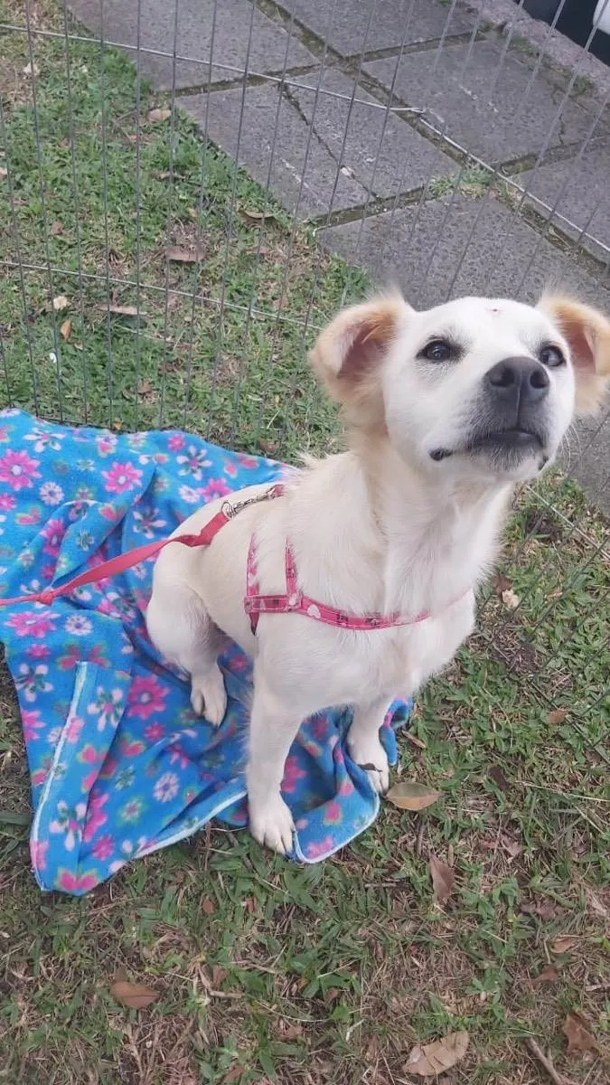 Cachorro ra a Sem raça definida  idade 1 ano nome Cissa