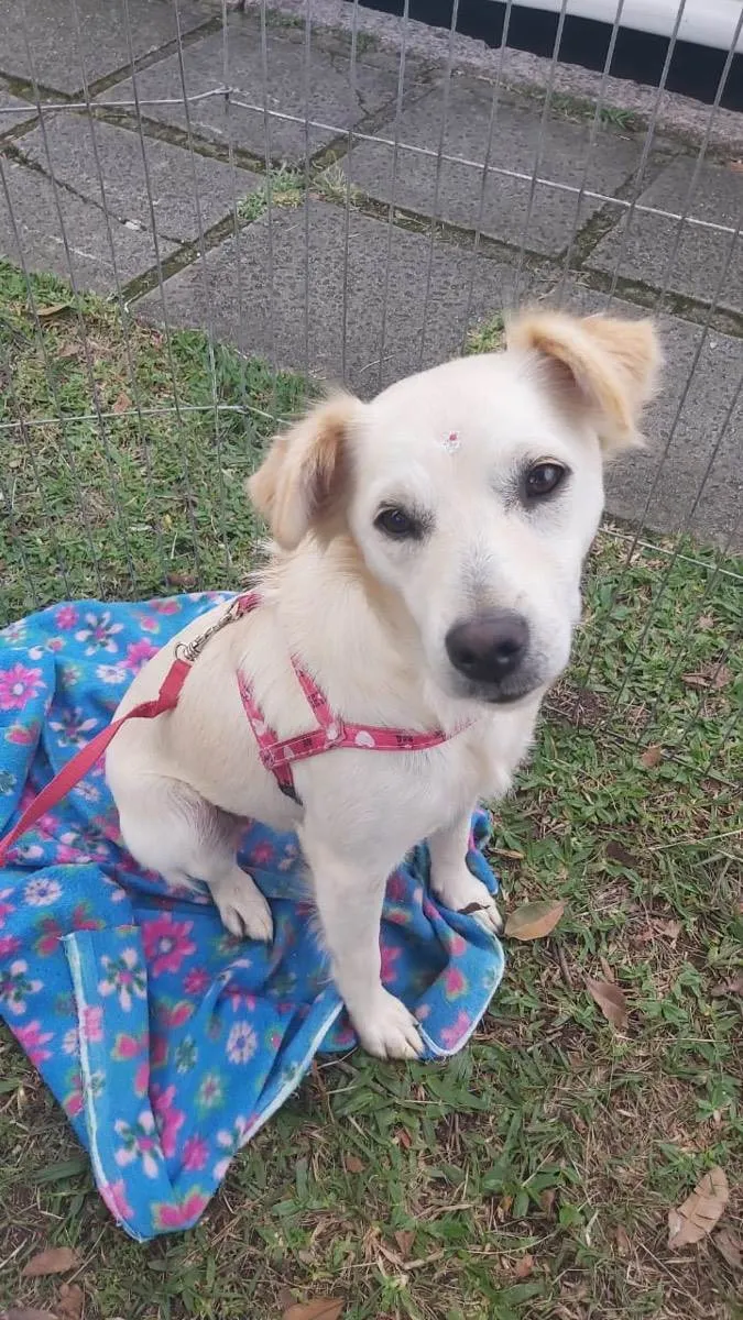 Cachorro ra a Sem raça definida  idade 1 ano nome Cissa