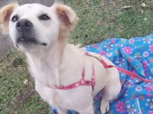 Cachorro raça Sem raça definida  idade 1 ano nome Cissa