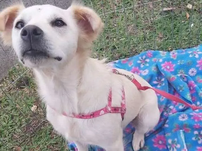 Cachorro ra a Sem raça definida  idade 1 ano nome Cissa