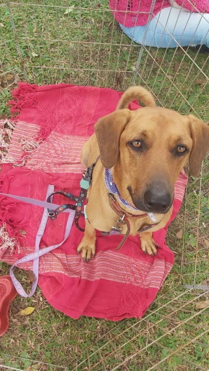 Cachorro ra a Sem raça definida idade 1 ano nome Scobido