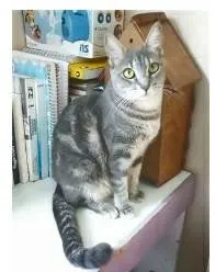 Gato ra a srd tigradinha idade 1 ano nome ADELY