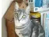 Gato raça srd tigradinha idade 1 ano nome ADELY