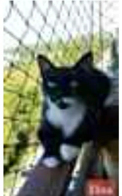 Gato ra a srd frajolinha  idade 1 ano nome ELISA