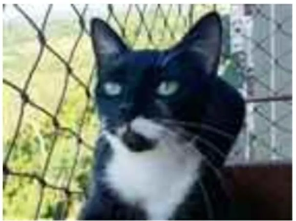 Gato ra a srd frajolinha  idade 1 ano nome ELISA