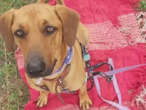 Cachorro raça Sem raça definida idade 1 ano nome Scobido