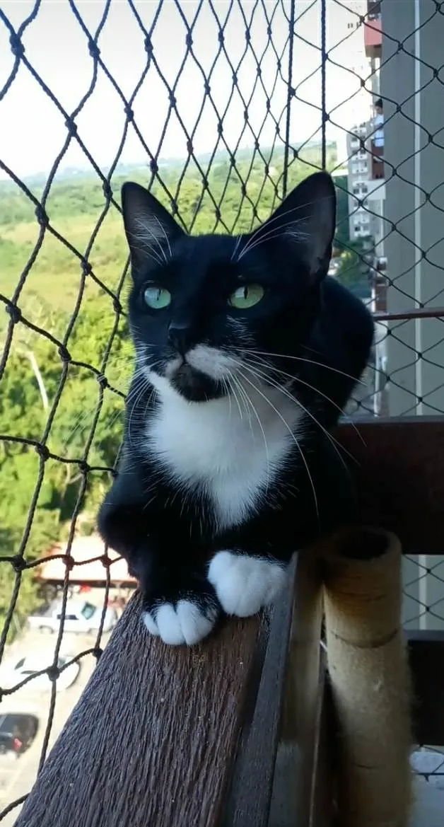 Gato ra a srd frajolinha  idade 1 ano nome ELISA