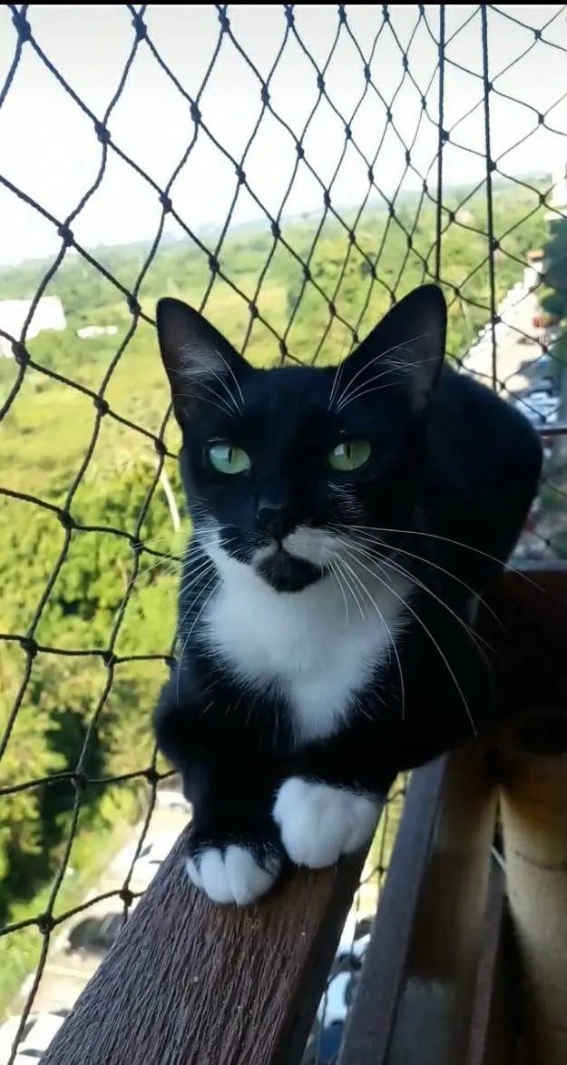Gato ra a srd frajolinha  idade 1 ano nome ELISA