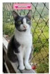 Gato ra a srd frajolinha  idade 2 anos nome AISHA