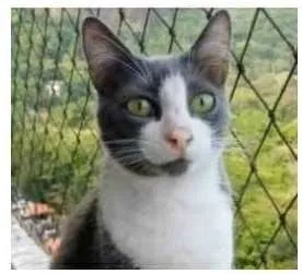 Gato ra a srd frajolinha  idade 2 anos nome AISHA