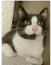 Gato ra a srd frajolinha  idade 2 anos nome AISHA