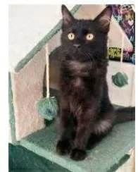 Gato ra a srd idade 7 a 11 meses nome BAGUERA