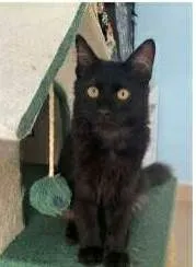 Gato ra a srd idade 7 a 11 meses nome BAGUERA