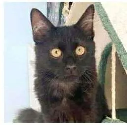 Gato ra a srd idade 7 a 11 meses nome BAGUERA