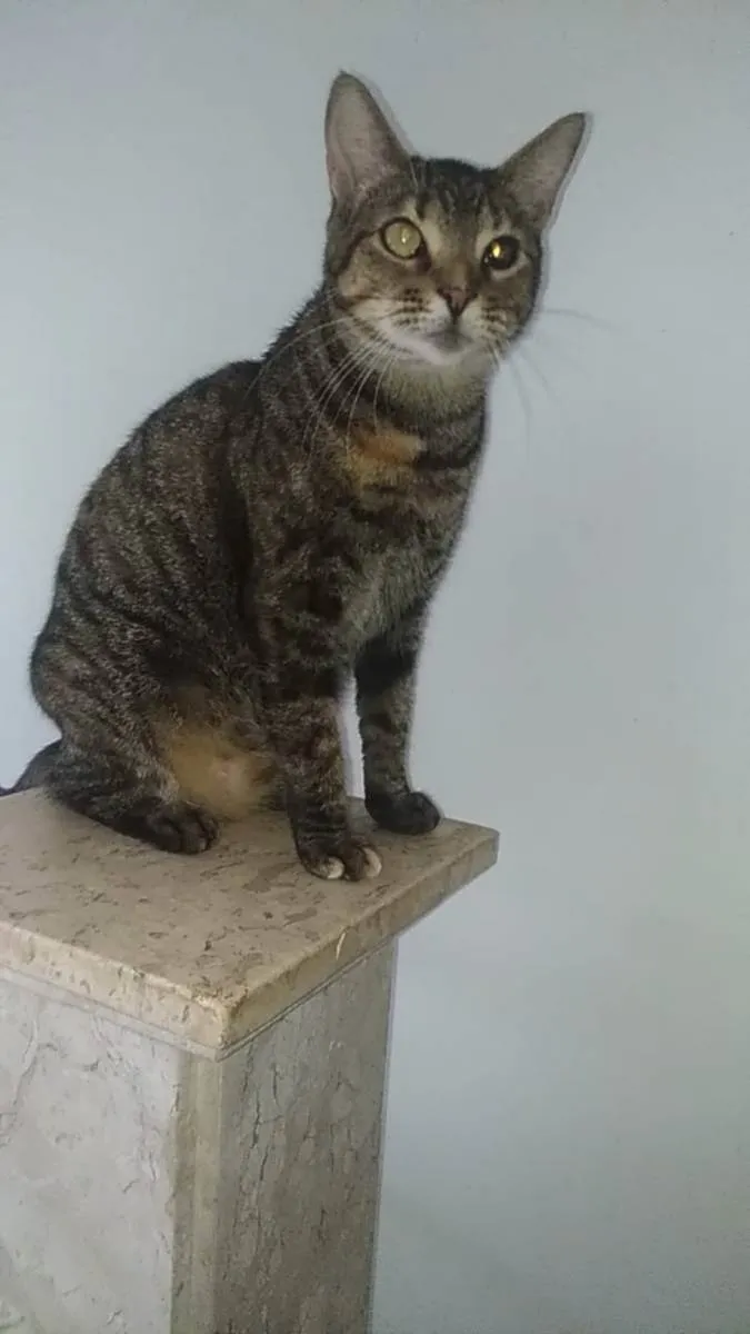 Gato ra a srd rajadinha idade 3 anos nome LISSY