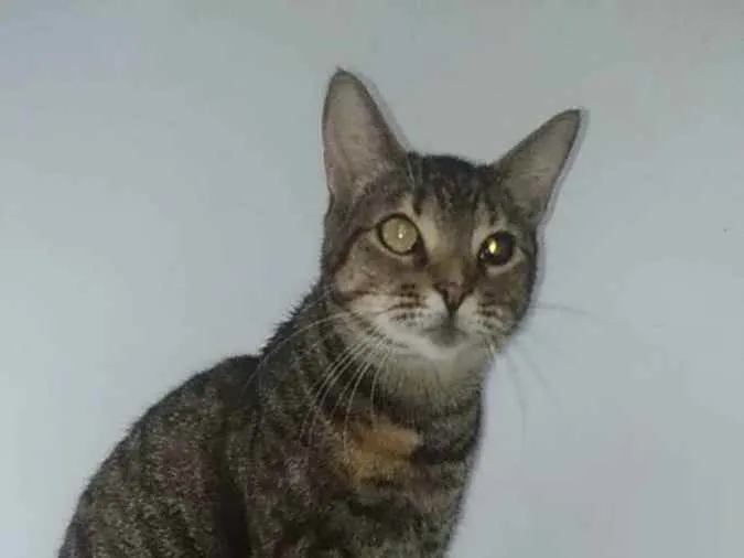 Gato ra a srd rajadinha idade 3 anos nome LISSY