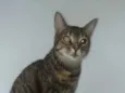 LISSY