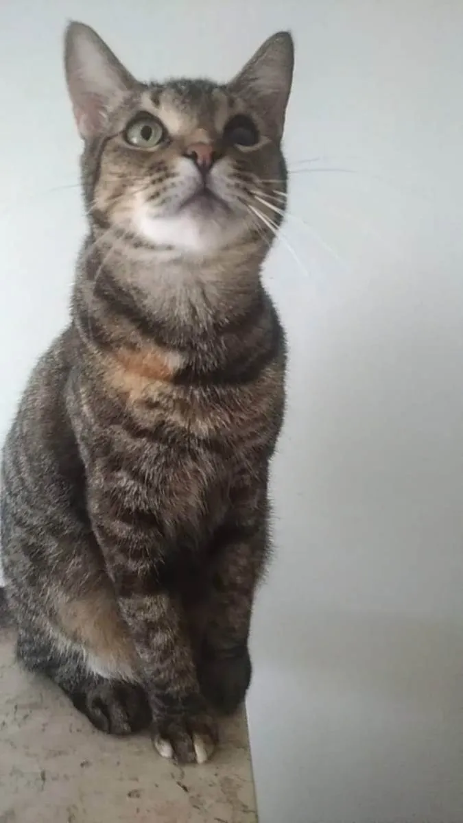 Gato ra a srd rajadinha idade 3 anos nome LISSY