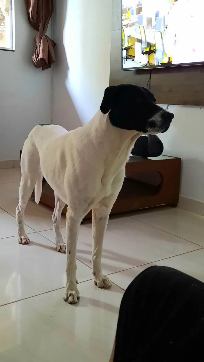 Cachorro ra a Sem raça definida  idade 3 anos nome Spike