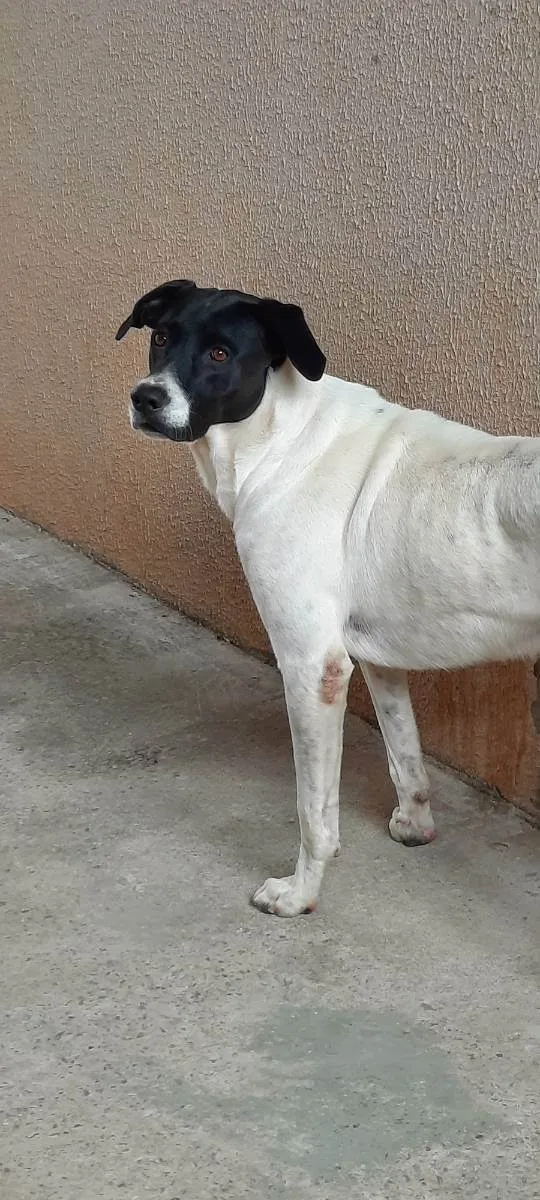 Cachorro ra a Sem raça definida  idade 3 anos nome Spike