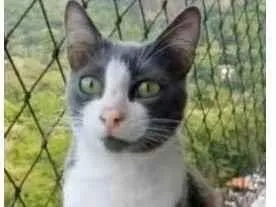 Gato raça srd frajolinha  idade 2 anos nome AISHA