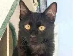 Gato raça srd idade 7 a 11 meses nome BAGUERA