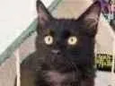 Gato ra a srd idade 7 a 11 meses nome BAGUERA