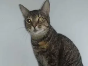 Gato raça srd rajadinha idade 3 anos nome LISSY