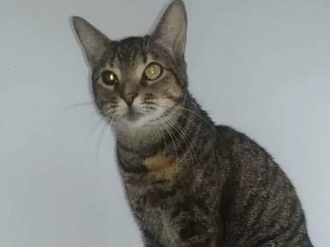 Gato ra a srd rajadinha idade 3 anos nome LISSY