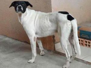 Cachorro raça Sem raça definida  idade 3 anos nome Spike