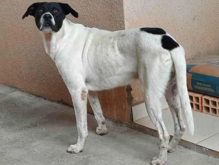 Cachorro ra a Sem raça definida  idade 3 anos nome Spike