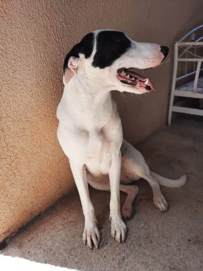 Cachorro ra a Sem raça definida  idade 1 ano nome Luna