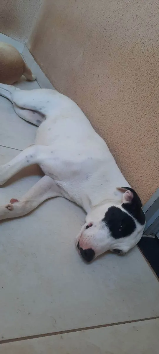 Cachorro ra a Sem raça definida  idade 1 ano nome Luna