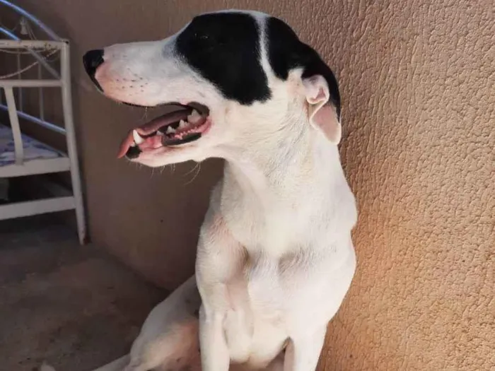 Cachorro ra a Sem raça definida  idade 1 ano nome Luna