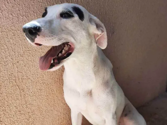 Cachorro ra a Sem raça definida  idade 1 ano nome Luna