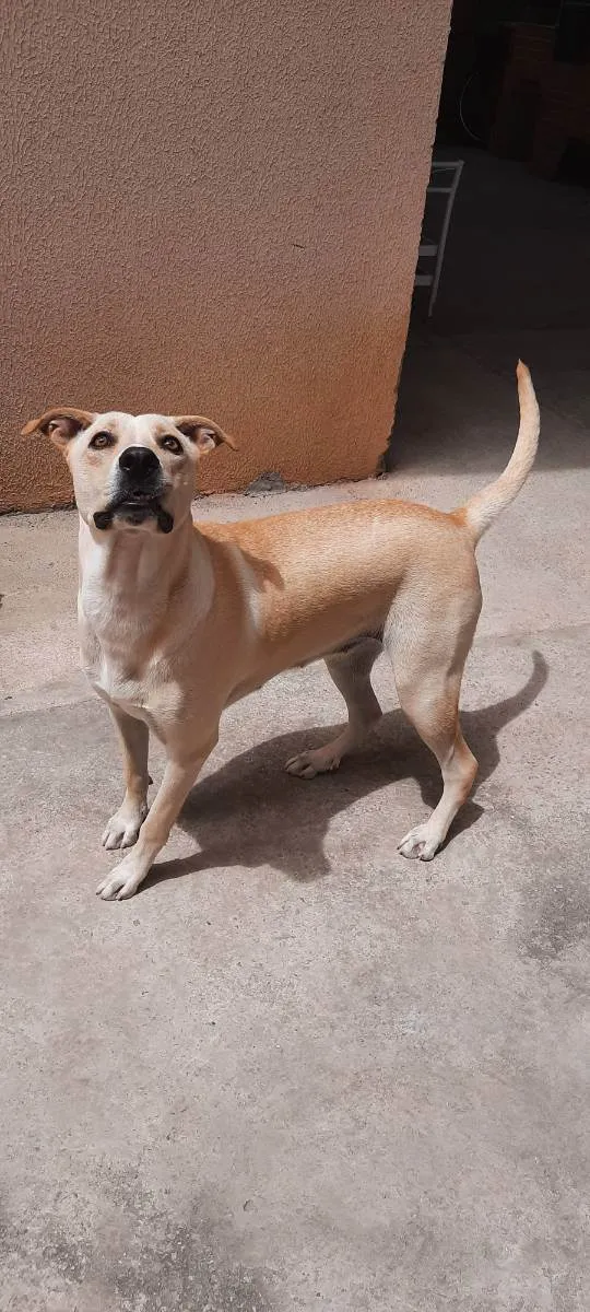 Cachorro ra a Sem raça definida  idade 2 anos nome Lessi